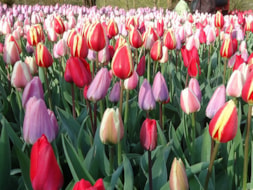 Keukenhof (14)